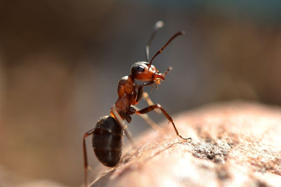 Best ant pest control Melbourne