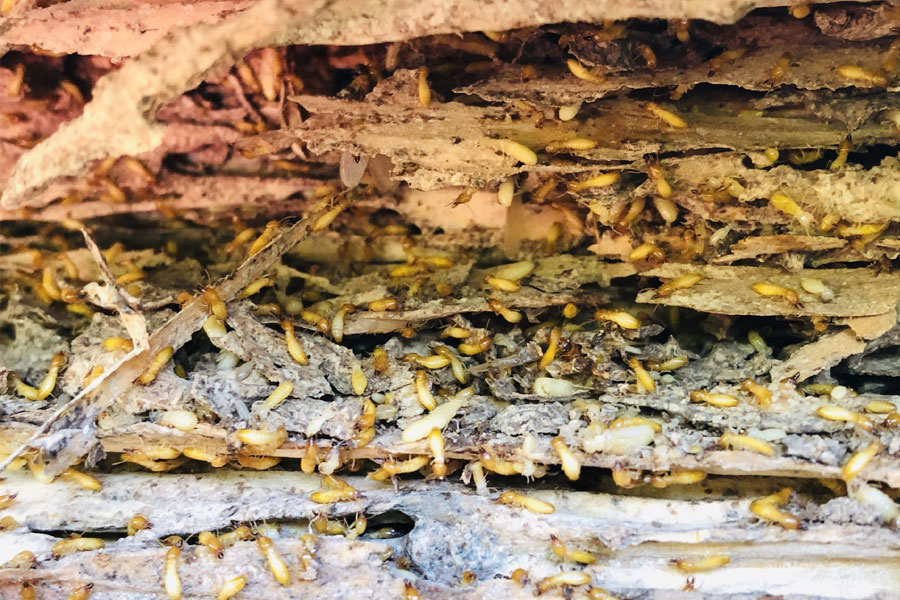 Best termite treatment, termite inspection report, termite barrier Melbourne