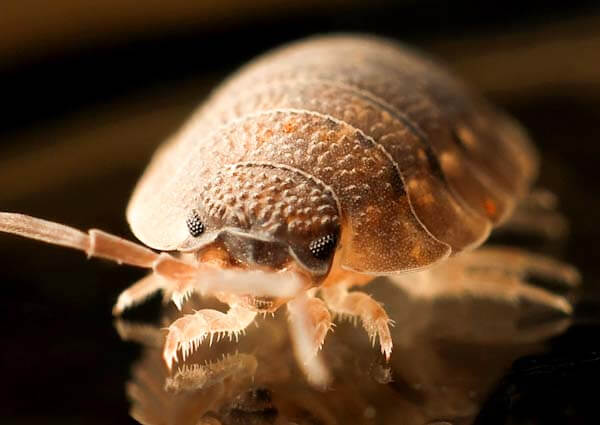 Expert bed bugs pest control in Dallas