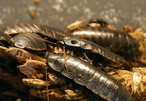 Best cockroaches pest control Attwood
