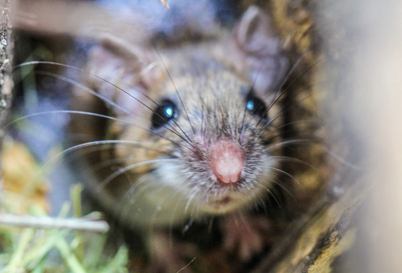 best rodent Pest Control and treatment Melbourne