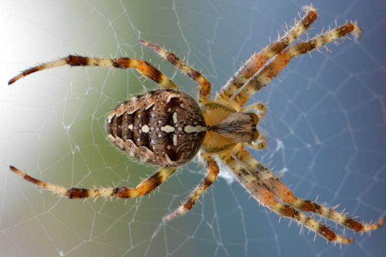 Best spider pest control Roxburgh Park